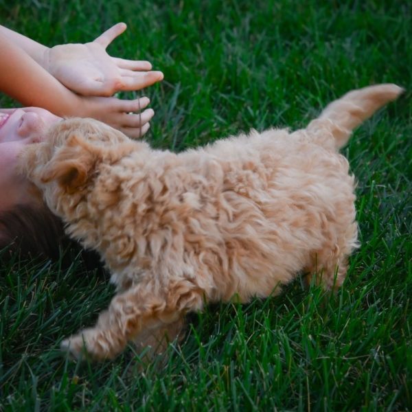 F1 Maltipoo Puppy for Sale