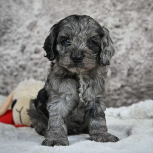 F1 Cockapoo Puppy for Sale