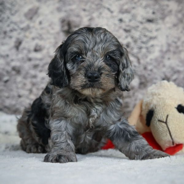 F1 Cockapoo Puppy for Sale