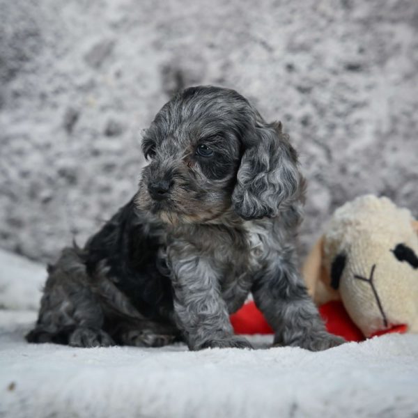 F1 Cockapoo Puppy for Sale