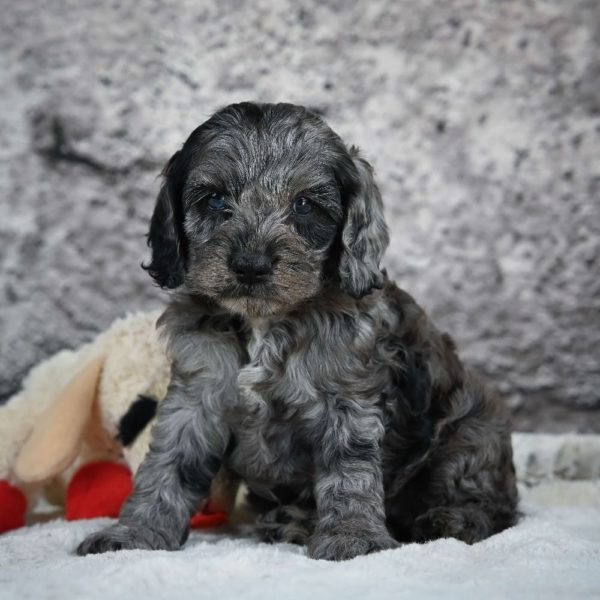 F1 Cockapoo Puppy for Sale