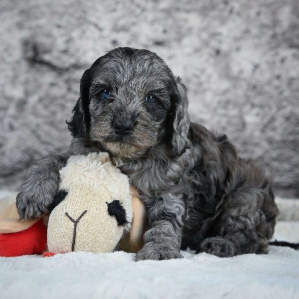 F1 Cockapoo Puppy for Sale