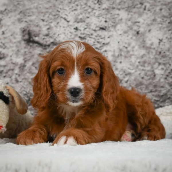 F1 Cavapoo Puppy for Sale