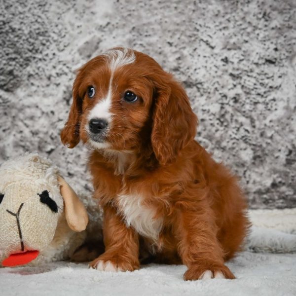 F1 Cavapoo Puppy for Sale