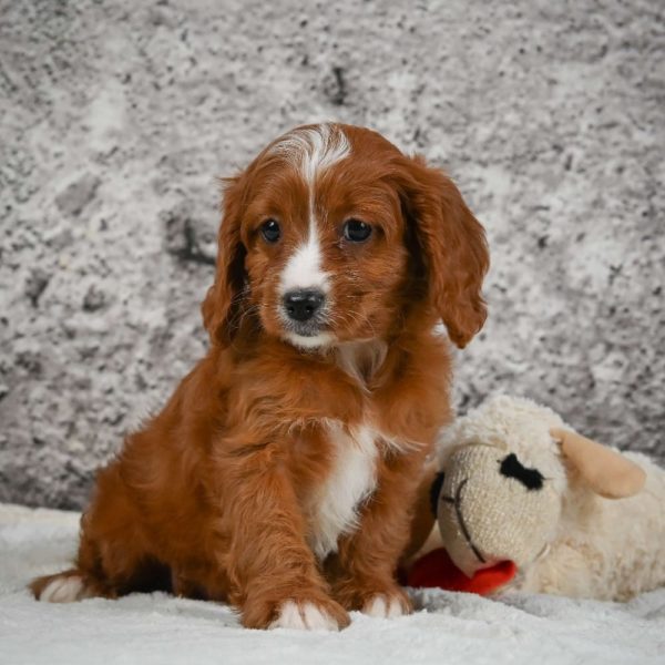 F1 Cavapoo Puppy for Sale