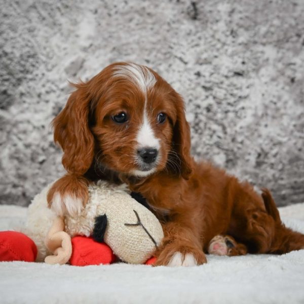 F1 Cavapoo Puppy for Sale