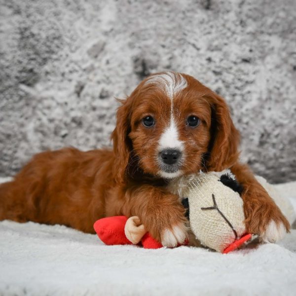 F1 Cavapoo Puppy for Sale