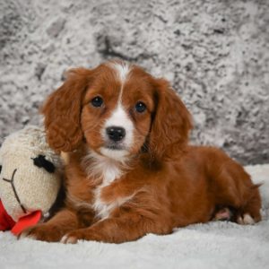 F1 Cavapoo Puppy for Sale