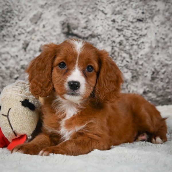 F1 Cavapoo Puppy for Sale