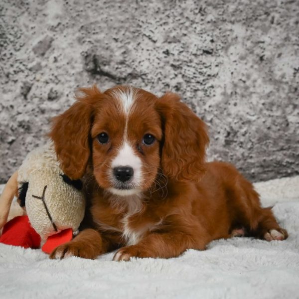 F1 Cavapoo Puppy for Sale