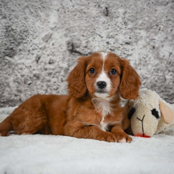 F1 Cavapoo Puppy for Sale