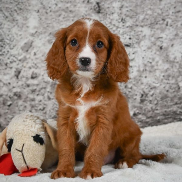 F1 Cavapoo Puppy for Sale