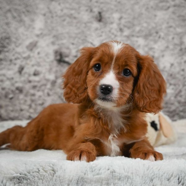 F1 Cavapoo Puppy for Sale