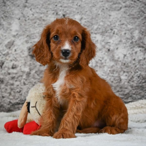 F1 Cavapoo Puppy for Sale