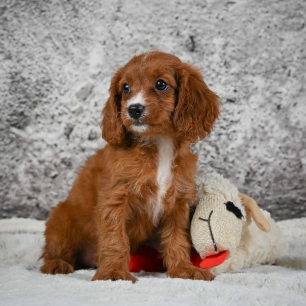 F1 Cavapoo Puppy for Sale