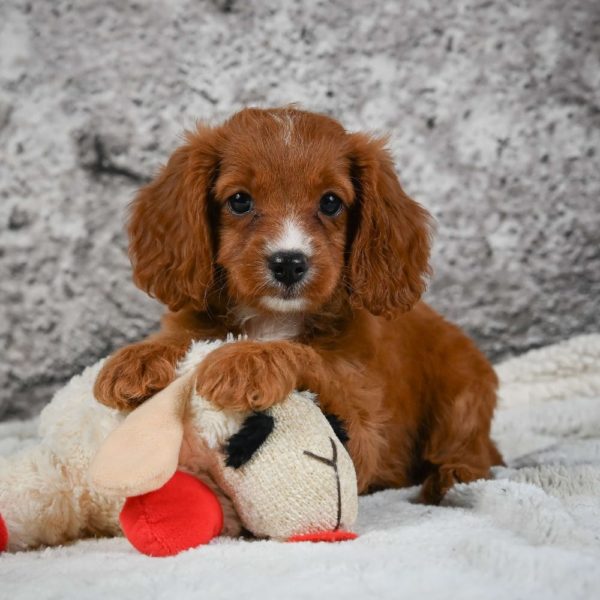 F1 Cavapoo Puppy for Sale