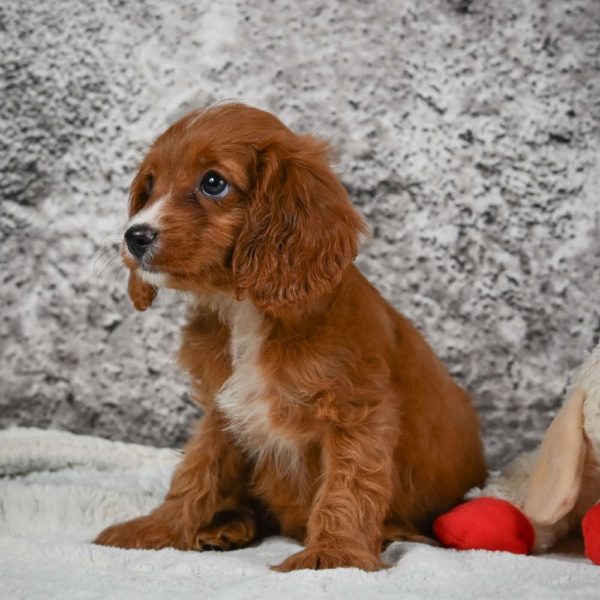 F1 Cavapoo Puppy for Sale