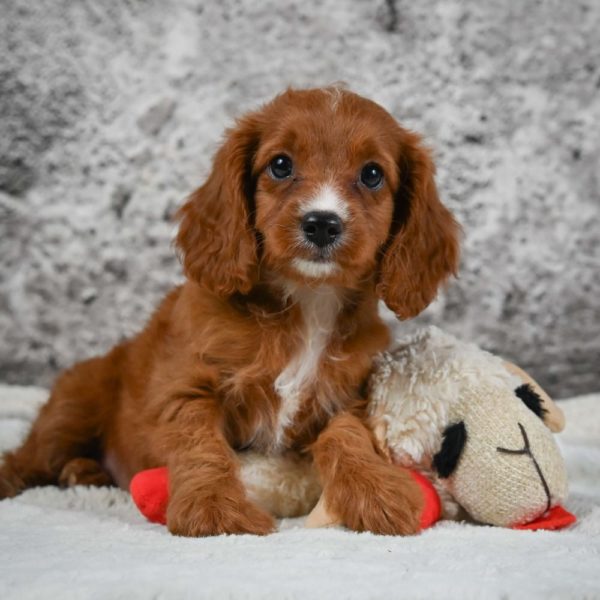 F1 Cavapoo Puppy for Sale