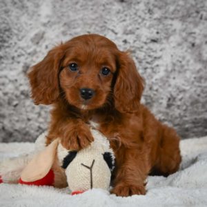 F1 Cavapoo Puppy for Sale