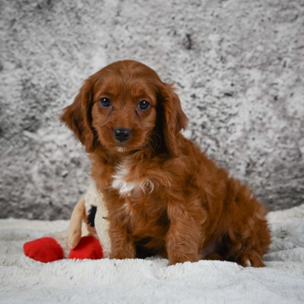 F1 Cavapoo Puppy for Sale