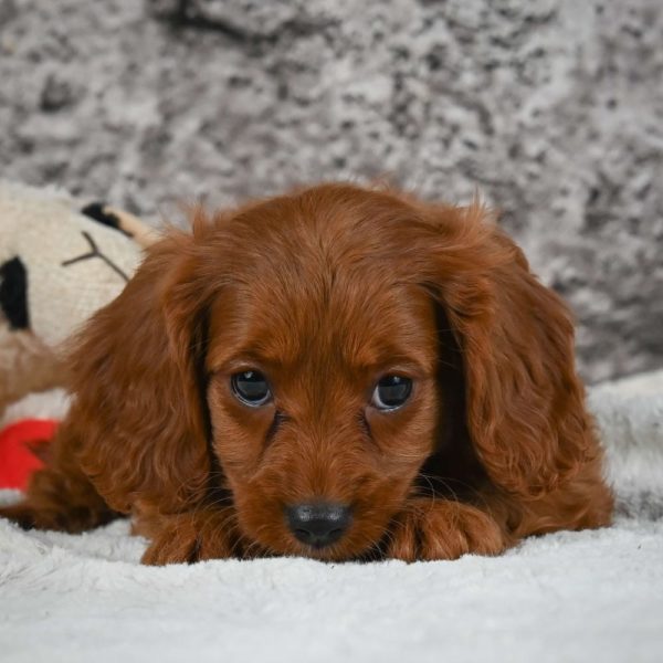 F1 Cavapoo Puppy for Sale