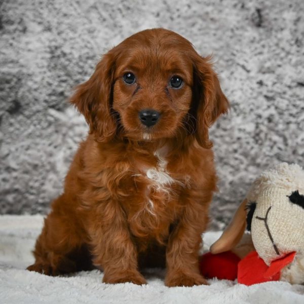 F1 Cavapoo Puppy for Sale