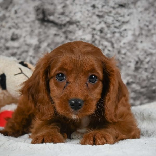 F1 Cavapoo Puppy for Sale