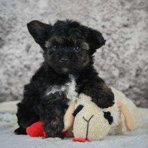 Morkie Puppy for Sale