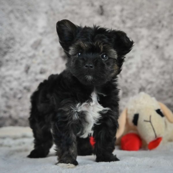 Morkie Puppy for Sale