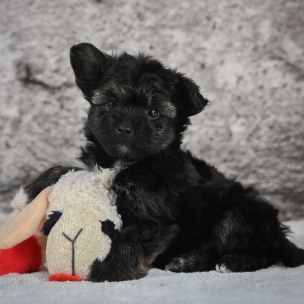 Morkie Puppy for Sale