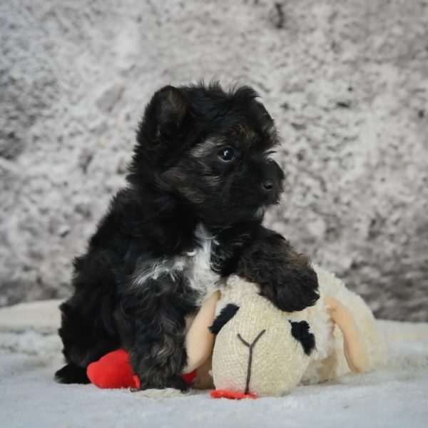 Morkie Puppy for Sale