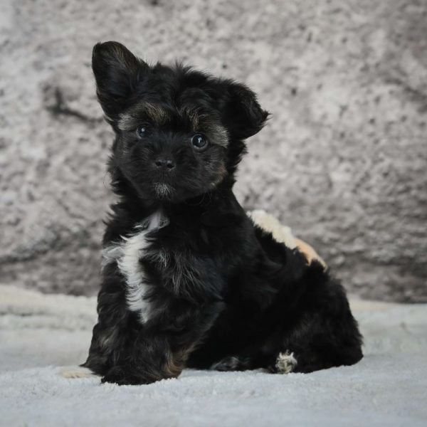 Morkie Puppy for Sale