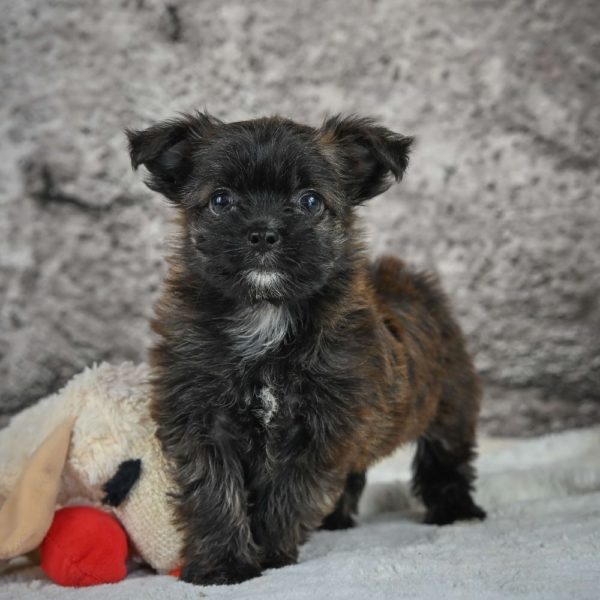 Morkie Puppy for Sale