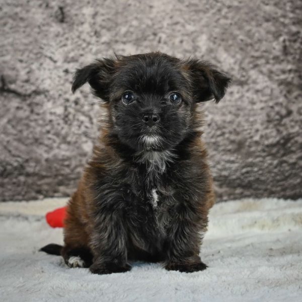 Morkie Puppy for Sale