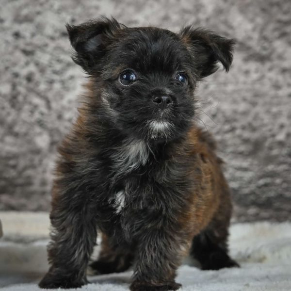 Morkie Puppy for Sale