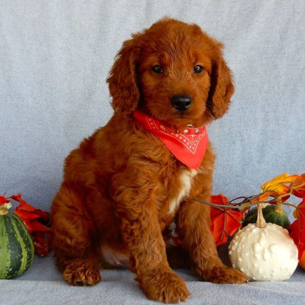 F1b Medium Goldendoodle Puppy for Sale