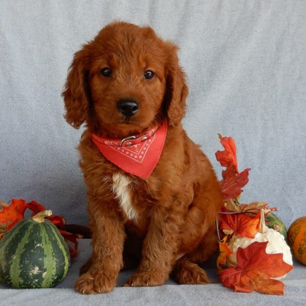 F1b Medium Goldendoodle Puppy for Sale