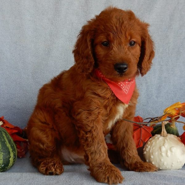 F1b Medium Goldendoodle Puppy for Sale