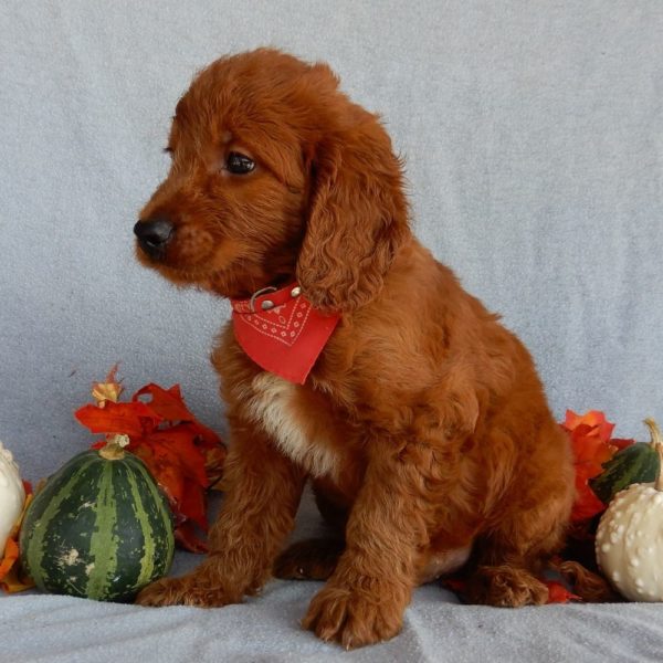 F1b Medium Goldendoodle Puppy for Sale