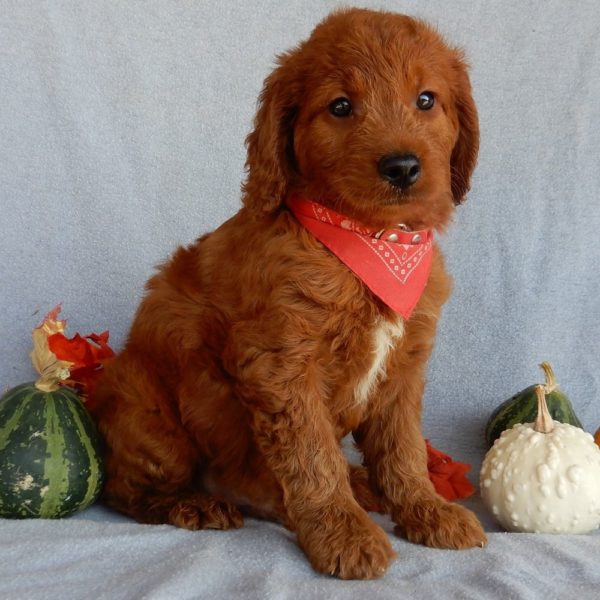 F1b Medium Goldendoodle Puppy for Sale