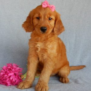 F1b Medium Goldendoodle Puppy for Sale