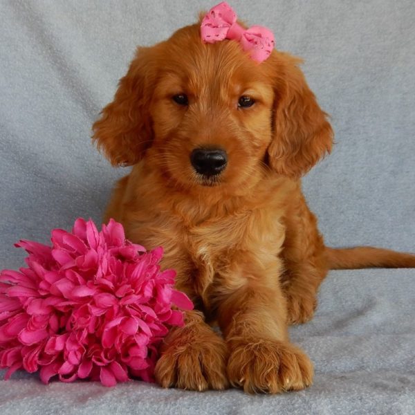 F1b Medium Goldendoodle Puppy for Sale