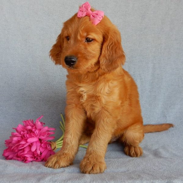 F1b Medium Goldendoodle Puppy for Sale