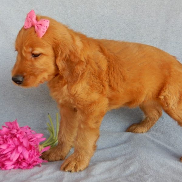 F1b Medium Goldendoodle Puppy for Sale