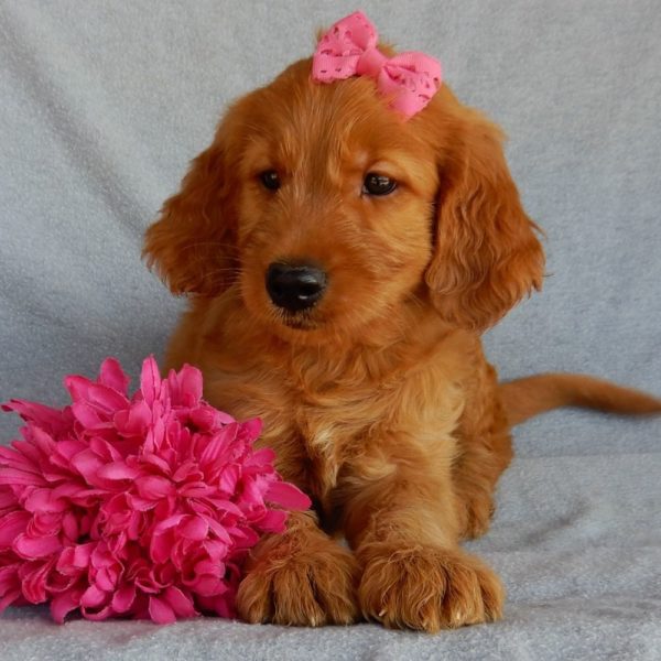 F1b Medium Goldendoodle Puppy for Sale