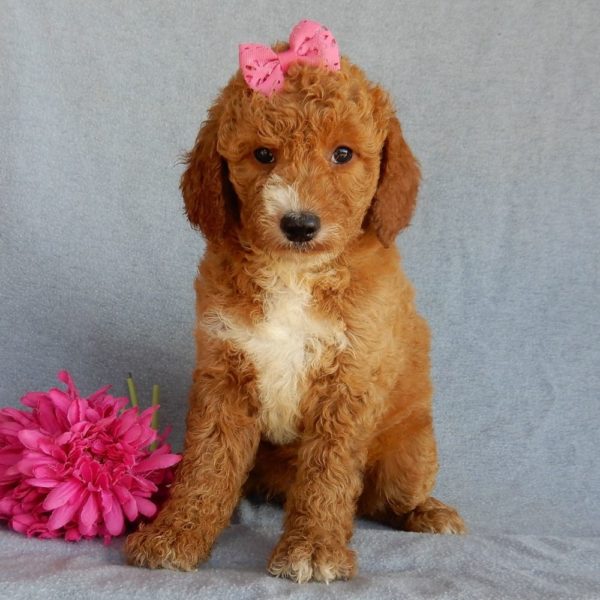 F1b Medium Goldendoodle Puppy for Sale