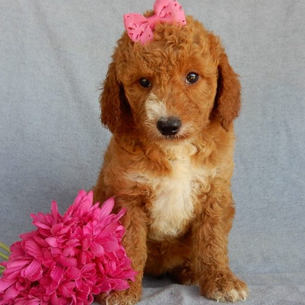 F1b Medium Goldendoodle Puppy for Sale