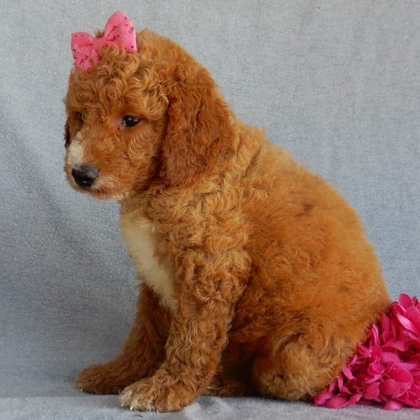 F1b Medium Goldendoodle Puppy for Sale