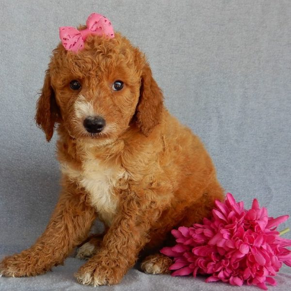 F1b Medium Goldendoodle Puppy for Sale