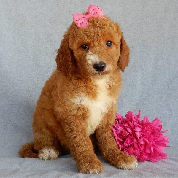 F1b Medium Goldendoodle Puppy for Sale